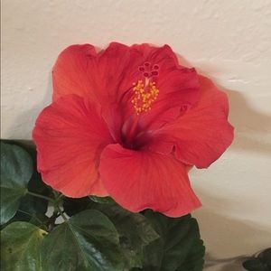 Meet your Posher, Kimberkimberly